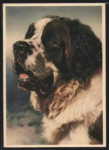 AK Hund Bernhardiner Portrait