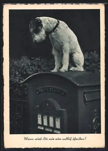 AK Kleiner Terrier sitzt auf einem Postbriefkasten