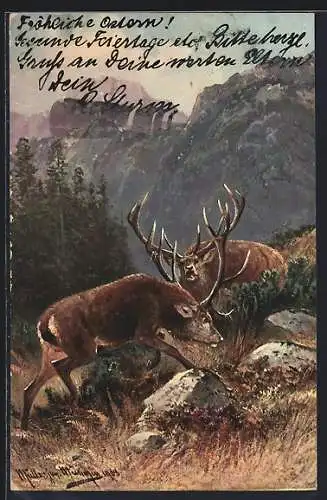 Künstler-AK M. Müller jun.: zwei Hirsche beim Kampf