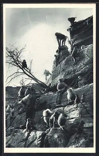 AK Hamburg-Stellingen, Carl Hagenbecks Tierpark, Mantel-Paviane auf dem Affenfelsen