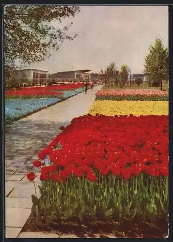 AK Erfurt, Internationale Gartenbauausstellung, Blick von der Hauptgaststätte über die Blumenwiese zu den Hallen