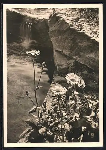 AK Stuttgart, Deutsche Gartenschau 1950, Blütenidylle an einem der Seen, Ausstellung