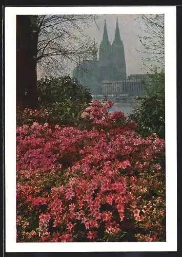 AK Köln, Bundesgartenschau 1957, Blick zum Kölner Dom vom Rhododendron-Hain