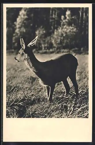 AK Belauschtes Reh auf einer Wiese