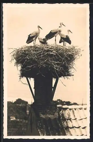 AK Storchennest mit Jungstörchen