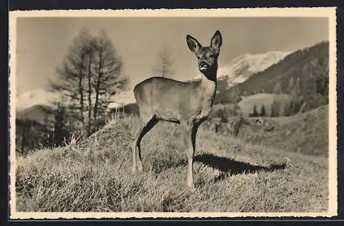 AK Rehkitz auf einer Wiese in den Bergen, auf der Morgenäsung überrascht