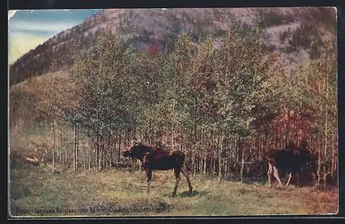 AK Elche in einem kanadischen Nationalpark