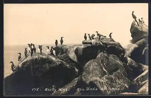 AK Scilly Isles, Seabirds at home