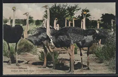 AK Deutsch-Süd-West-Afrika, Strausse