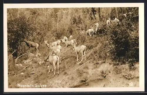 AK Mountain Sheep