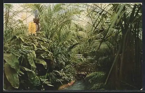 AK Erfurt, Grosses Palmenhaus, Innenansicht