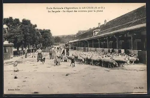 AK Grignon /S.-et-O., Ecole Nationale d`Agriculture, La Bergerie, Le depart des moutons pour la plaine