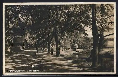 AK Hammer am See, Lindenallee mit Ufer u. Turmblick