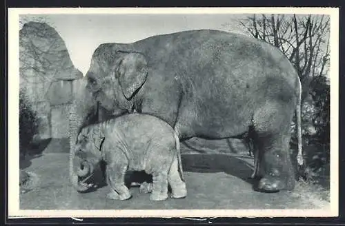 AK Hamburg-Stellingen, Carl Hagenbecks Tierpark, Elefantenmutter Roma mit Elefantenbaby August