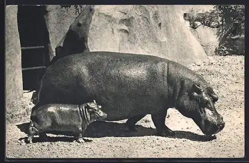 AK Nilpferd mit Jungem im Zoo von Vincennes