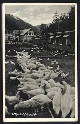AK Falkenstein / Probstzella, Hühner auf dem Geflügelhof Falkenstein