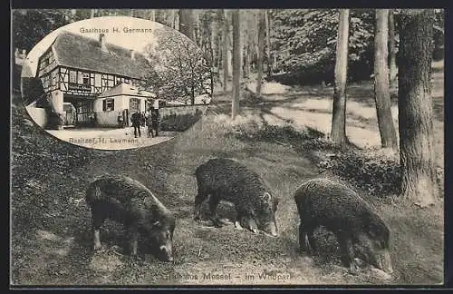 AK Messel /Darmstadt, Gasthaus H. Germann / H. Laumann, Wildpark mit Wildschweinen