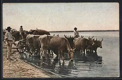 AK Büffelgeschirre an einem Fluss im Balkan