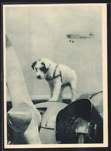 AK Talismann, Terrier auf einem Flugzeugmotor