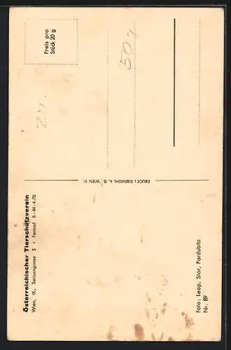 AK Wien, Tierschutzverein Wien und Umgebung, 1846-1946, ein gähnender Welpe und ein gefleckter Welpe auf dem Boden