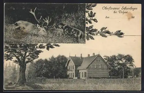 AK Schuenhagen bei Velgast, Die Oberförsterei, geschossener Hirsch