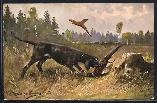 Künstler-AK M. Müller jun.: Hund nimmt Fasan hoch