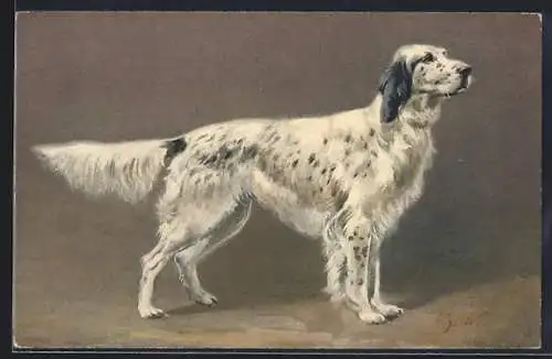 Künstler-AK Weisser Cocker Spaniel mit schwarzen Flecken