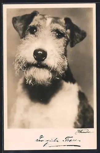 AK Portrait eines jungen Terriers