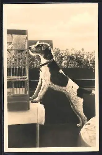 AK Foxterrier und Vogelkäfig auf einem Balkon