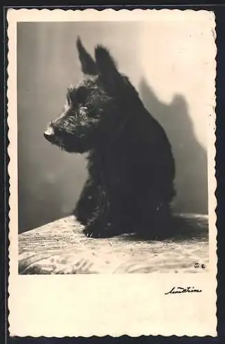 Foto-AK junger Scottish Terrier