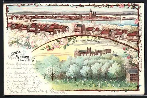 Lithographie Werder a. H., Baumblüthe, Gaststätte Etablissement Wachtelburg, Ortsansicht aus der Vogelschau