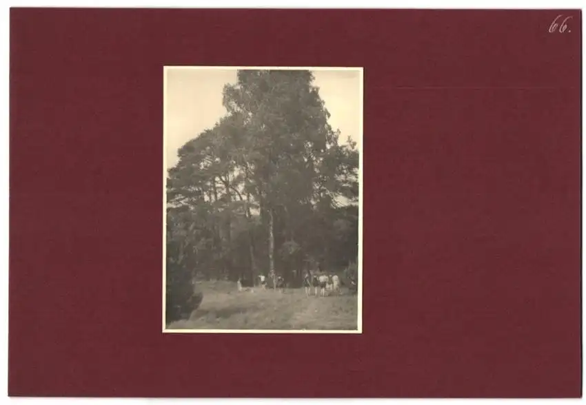 Fotoalbum mit 79 Fotografien Ansicht Hamburg-Uhlenhorst, Schullandheim Uhlenhorst, Bau des Hauses, Einweihung, Mädchen 22