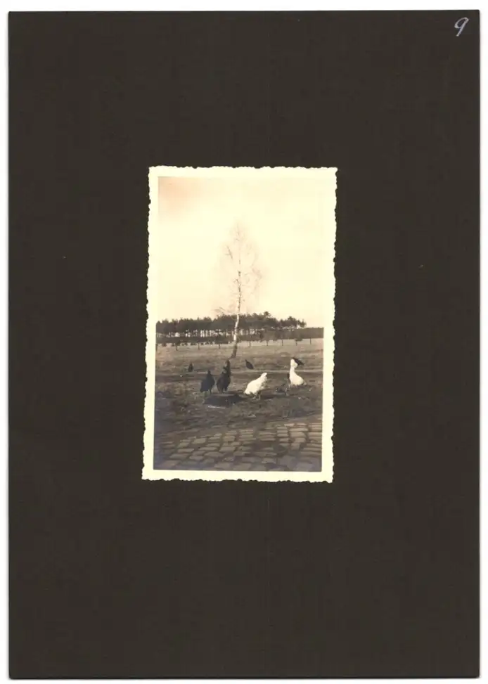 Fotoalbum mit 79 Fotografien Ansicht Hamburg-Uhlenhorst, Schullandheim Uhlenhorst, Bau des Hauses, Einweihung, Mädchen 25