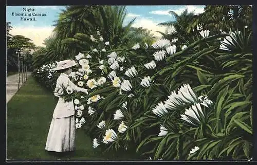 AK Hawaii, HI, Night Blooming Cereus