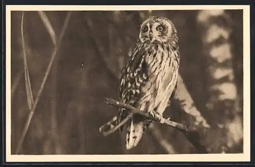 AK Wien, Österreichischer Tierschutzverein, Sensengasse 5, Sumpfohreule