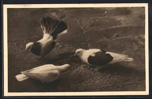 AK Tauben in der Stadt, Österreichischer Tierschutzverein