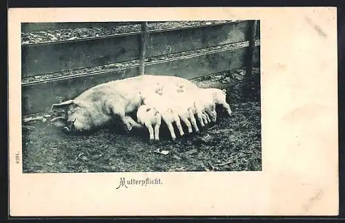 AK Auf dem Boden liegende Sau mit fünf Ferkeln