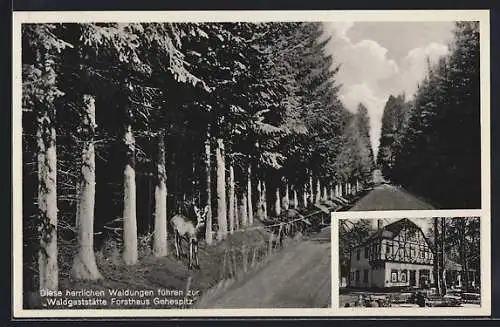 AK Eulbach / Odenwald, Blick auf das Waldgasthaus Forsthaus, Strasse durch den Wald