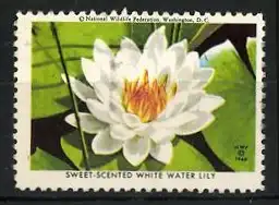 Reklamemarke Washington, D.C., Sweet-Scented White Water Lily, Seerose 1948