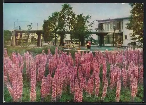 AK Erfurt, Internationale Gartenbauausstellung, Lupinen vor der Rendezvousbrücke, IGA