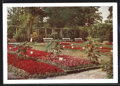 AK Erfurt, Partie im Begoniengarten