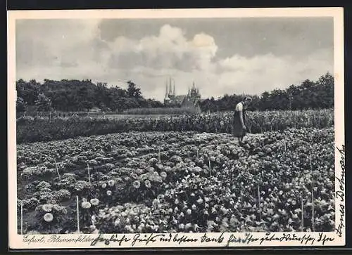 AK Erfurt, Bäuerin auf den Blumenfeldern