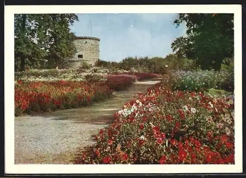 AK Erfurt, Dahlien-Anlage mit Blick zum Aussichtsturm