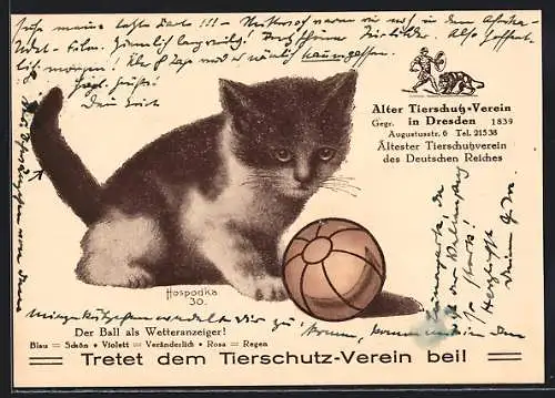 AK Kleine Katze mit einem Ball, Tierschutz-Verein, Ball als Wetteranzeiger