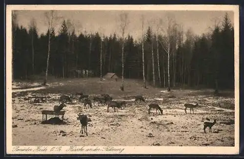 AK Rominten, Rominter Heide, Hirsche an der Fütterung