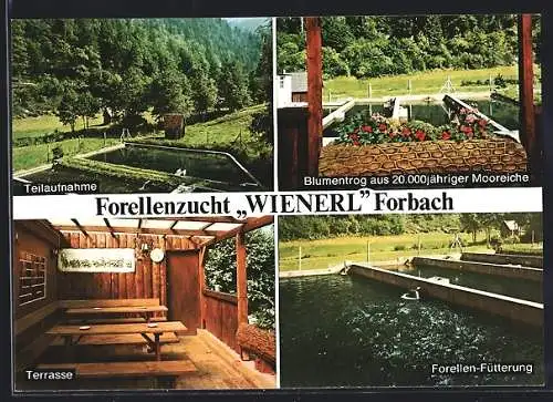 AK Forbach im Murgtal, Forellenzucht Wienerl mit Restaurant