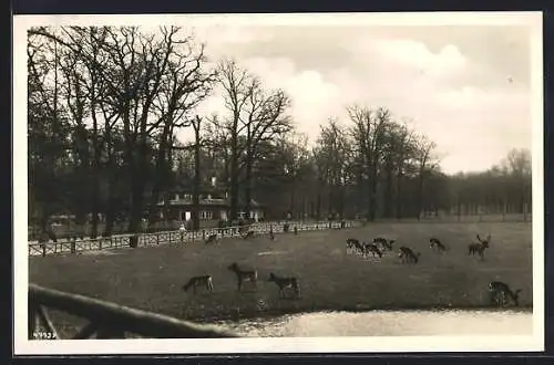 AK Leipzig, Blick von der Gaststätte Wildpark im Connewitzer Holz, Hirsche