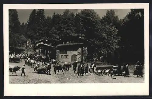 AK Interlaken, Tell-Freilicht-Spiele, Alpabzug