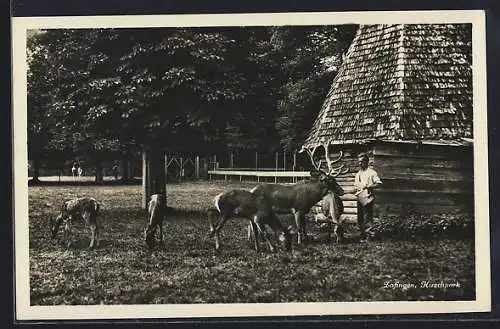 AK Zofingen, Hirschpark