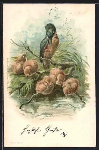 Lithographie Eisvogel mit Küken auf Fischfang